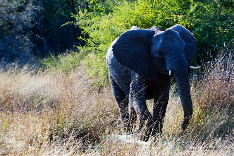 20090614_090556 D3 X1.jpg - Following large herds in Okavango Delta